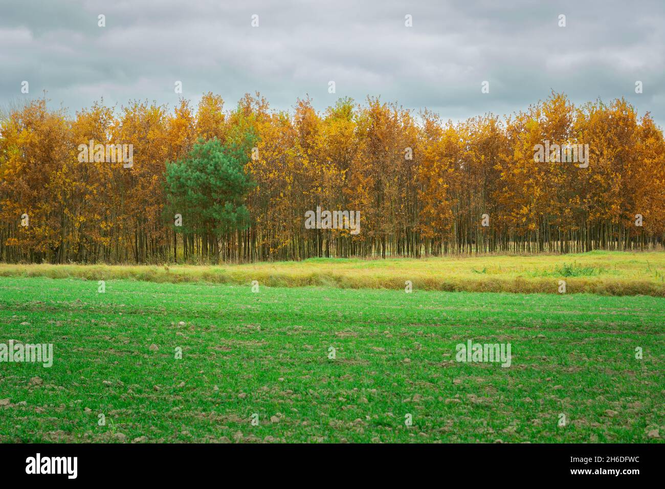 Ein Streifen Ackerland, Herbstbäume und ein grüner Oktobertag Stockfoto