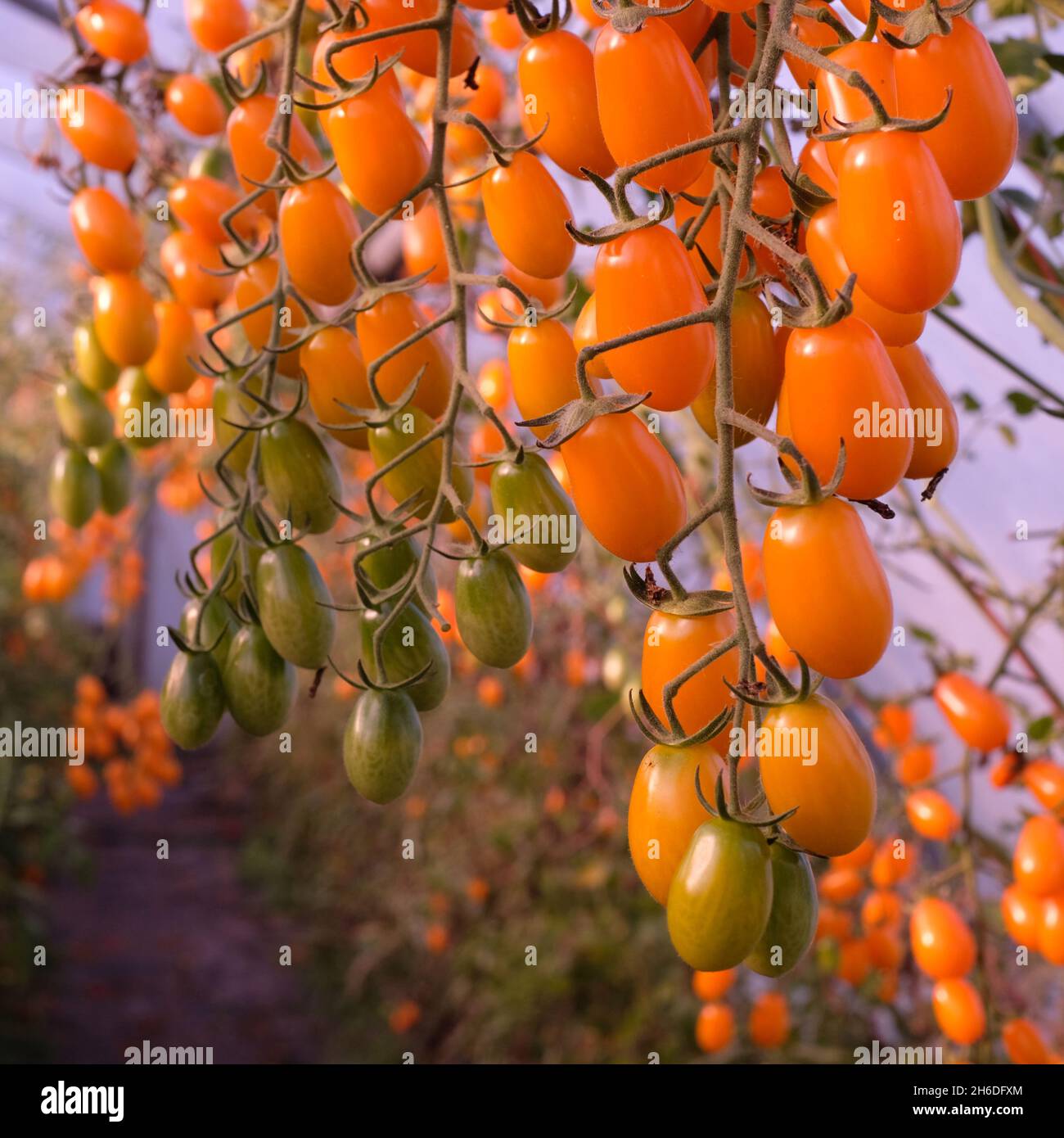 Tomaten mit gelben Pflaumen Stockfoto