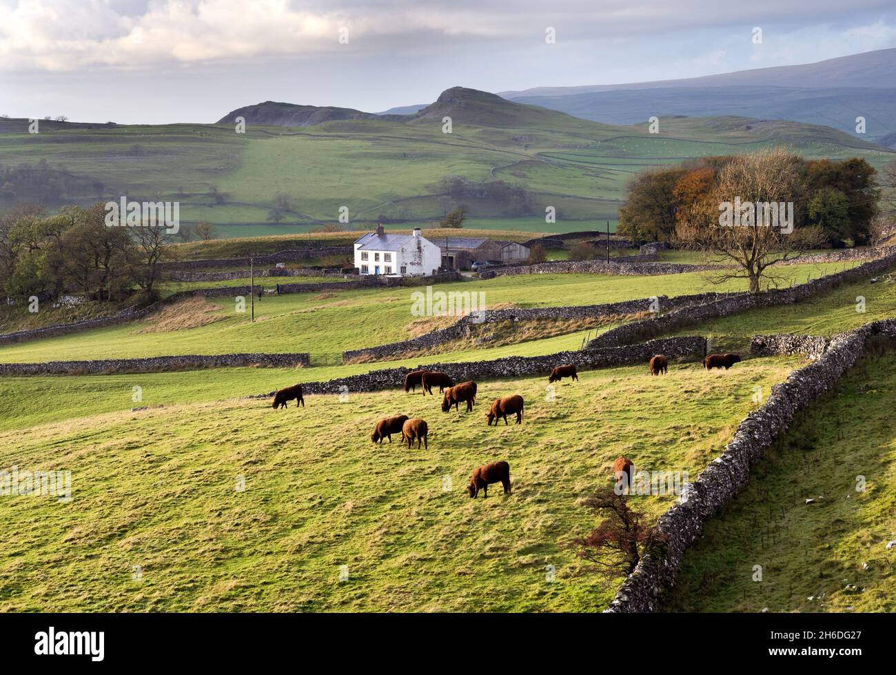 Rinder weiden, nach einer vorbeigehenden Herbstdusche, bei Winskill Stones, in der Nähe von Langcliffe, Ribblesdale, Yorkshire Dales National Park. Stockfoto