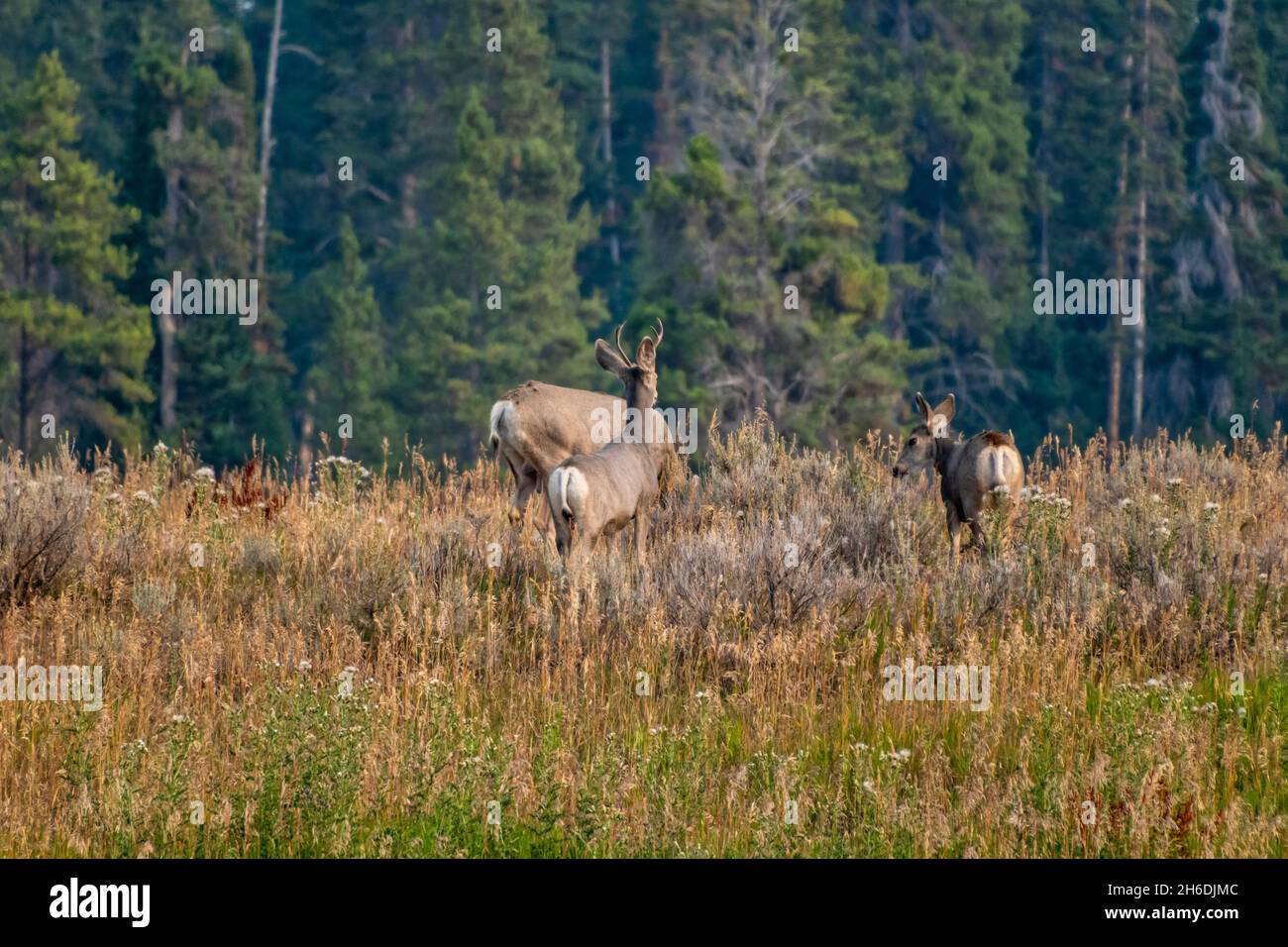 Auf einem Hügel mit Kiefern im Hintergrund grasen Maultierhirsche. Stockfoto