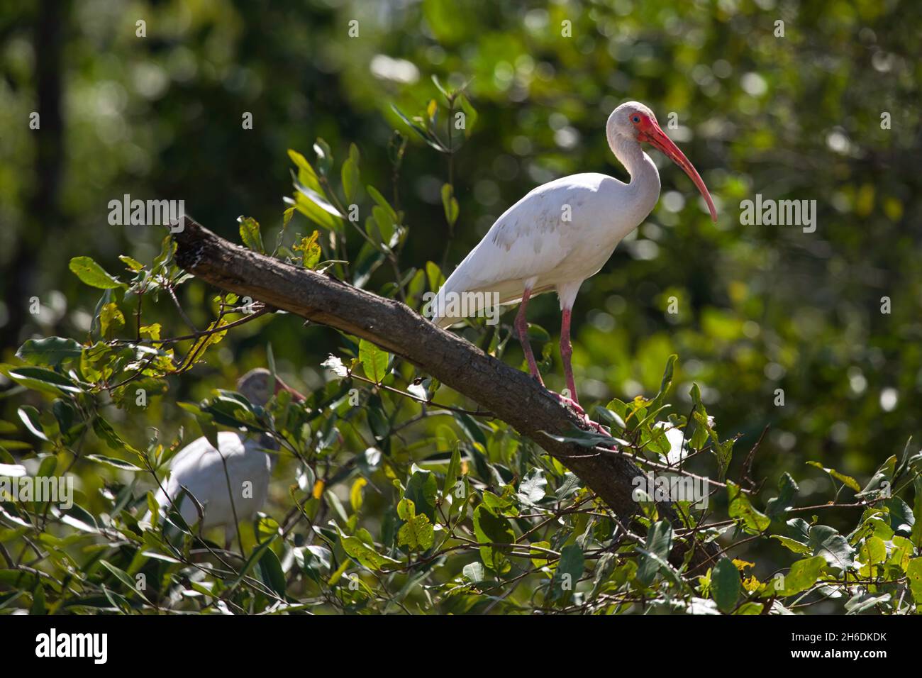 Ibis Stockfoto Ibis Stockfoto