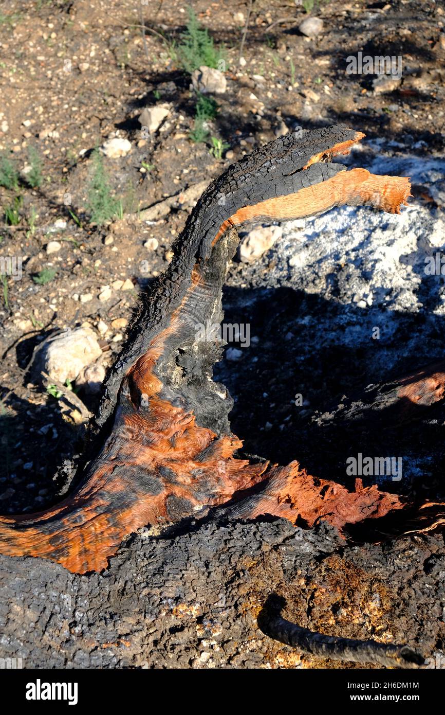 Verkohlte Überreste einer alten Holm-Eiche nach einem Sommerfeuer im Naturpark Sierras Subbeticas, Algar, Provinz Cordoba, Andalusien, Spanien Stockfoto