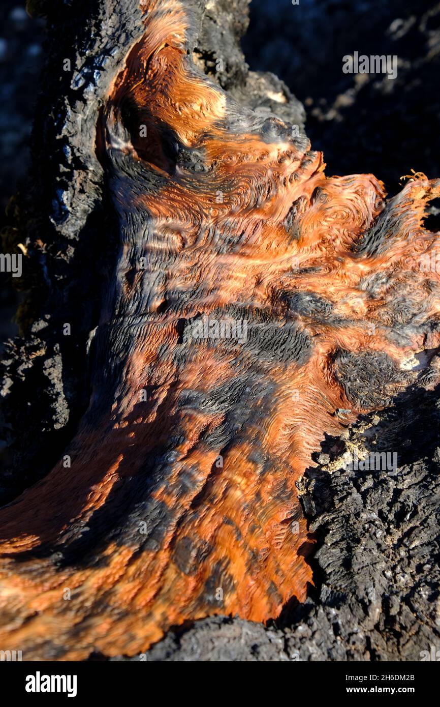 Verkohlte Überreste einer alten Holm-Eiche nach einem Sommerfeuer im Naturpark Sierras Subbeticas, Algar, Provinz Cordoba, Andalusien, Spanien Stockfoto