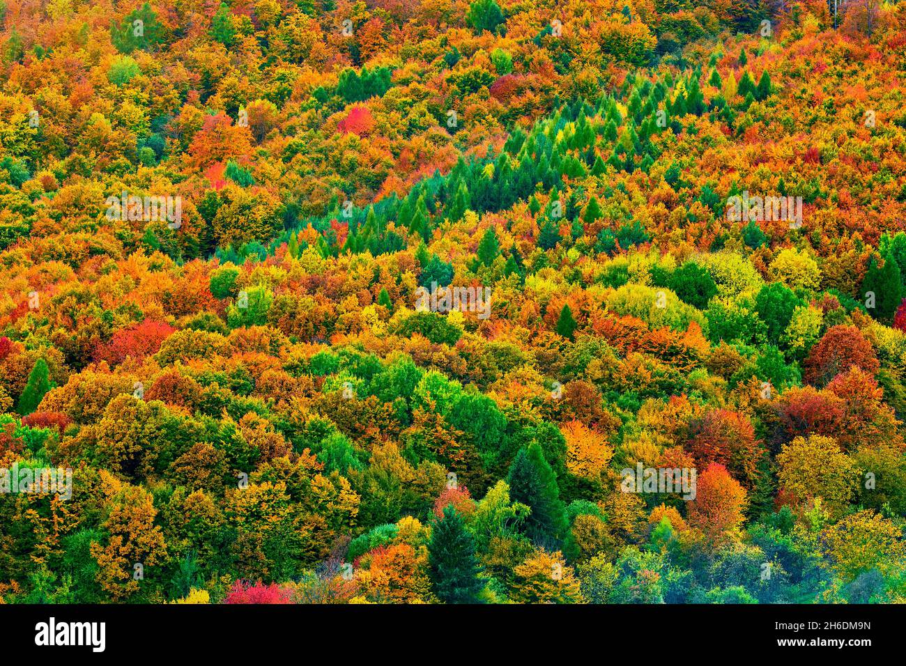 Landschaft, Herbst farbenfroher Mischwald in der Dämmerung. Textur von hell gefärbten Nadelbäumen und Laubbäumen. Dubrava, Slowakei. Stockfoto
