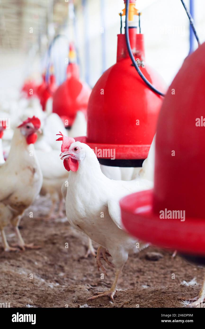Israel, Hühner in einem organischen, frei herumlaufenden Hühnerstall ein Hersteller von 'Freedom Eggs' die roten Futterschalen werden von Plason hergestellt Stockfoto