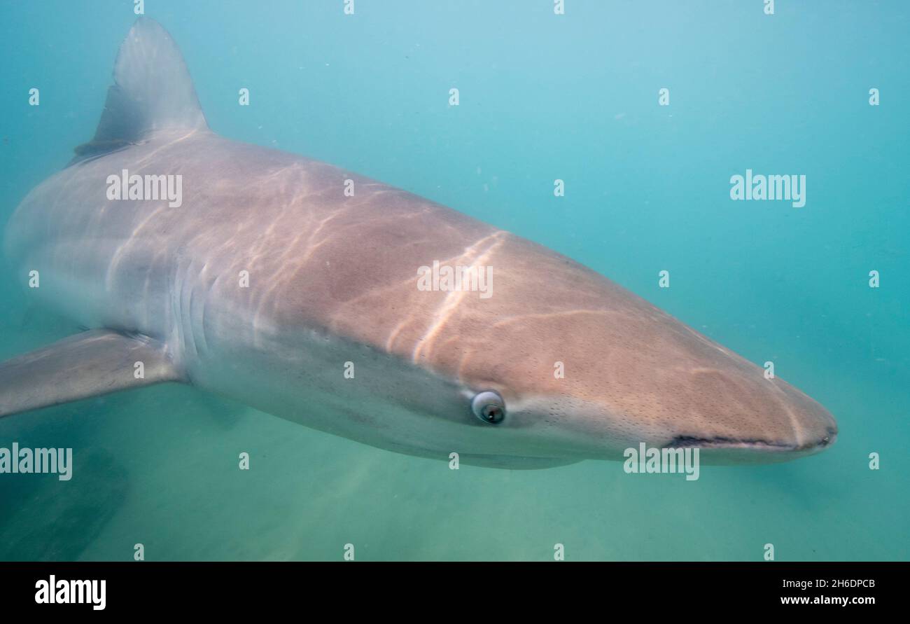 Dusky shark (Carcharhinus Obscurus) eine Art von Requiem Hai, in der Familie Carcharhinidae, die in tropischen- und warm-gemäßigten kontinentalen Meer Stockfoto