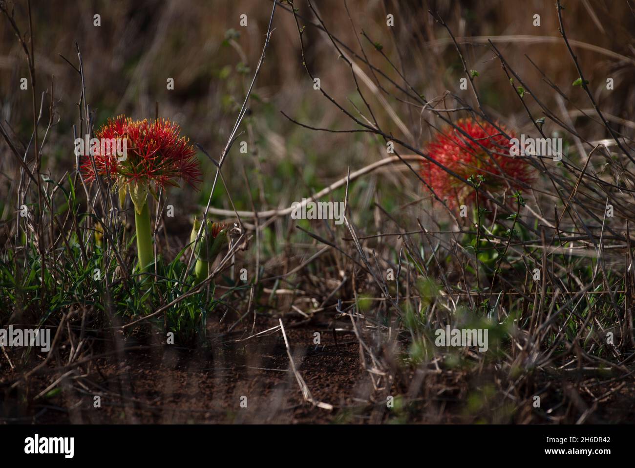 Feuerballlilien, die in freier Wildbahn im Krüger-Nationalpark wachsen Stockfoto