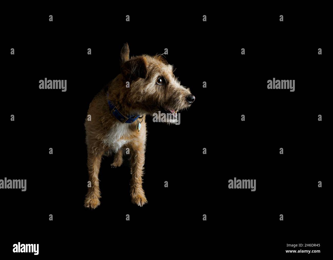 Jack Russell Cross Border Terrier mit Drahthaar auf schwarzem Hintergrund, Großbritannien Stockfoto