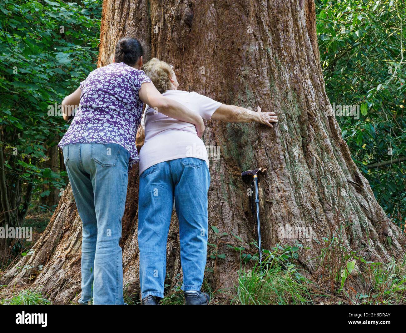 Senioren, die mit Hilfe der Tochter/Betreuerin, Großbritannien, auf einen riesigen Baum blicken Stockfoto