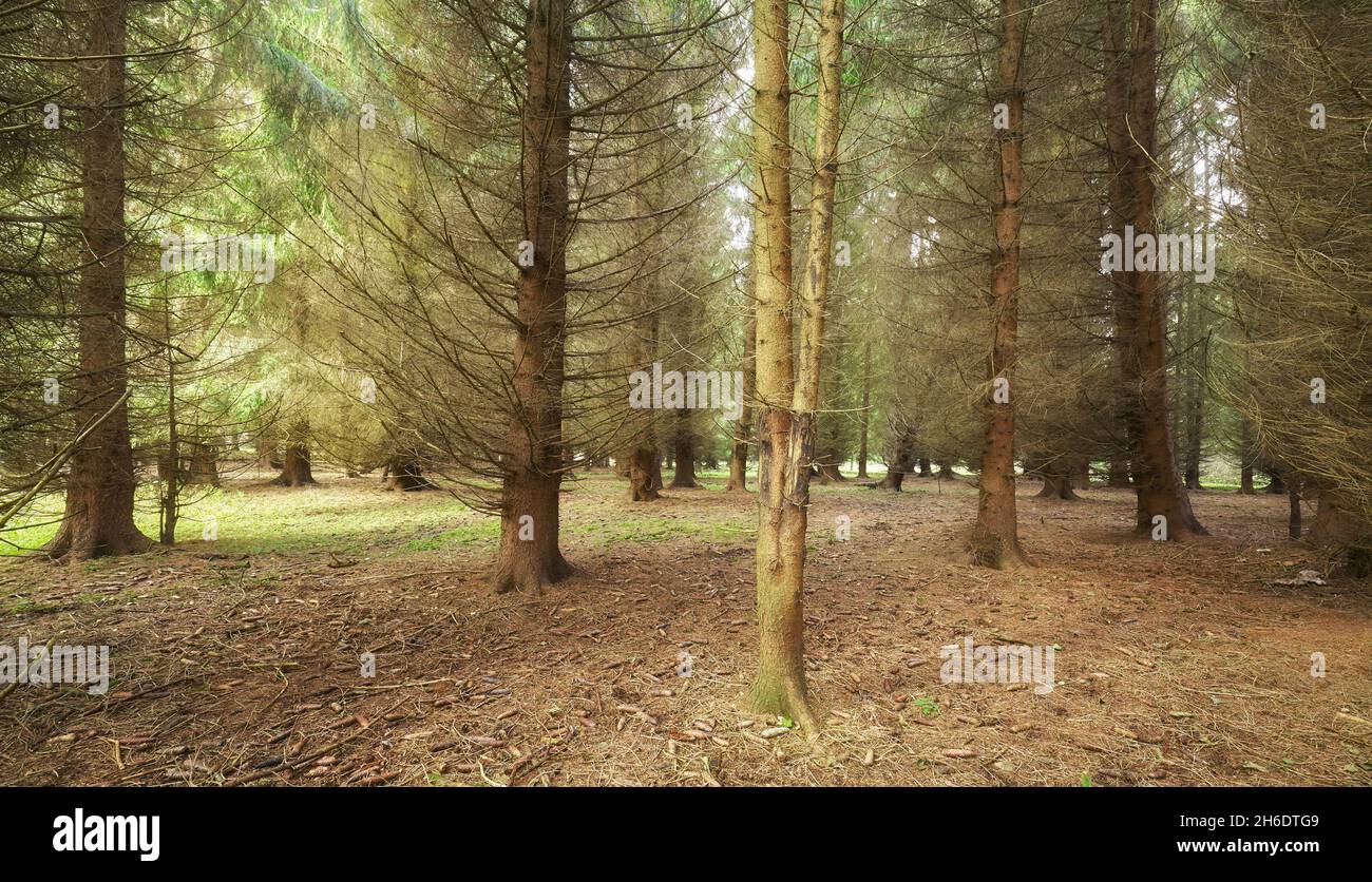 Bild eines alten tiefen Waldes. Stockfoto