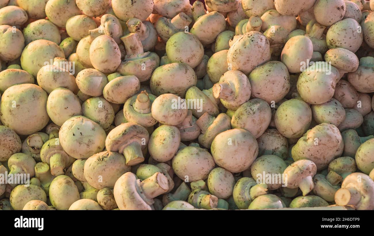 Nahaufnahme vieler Champignon-Pilze auf der Theke auf dem Markt Stockfoto