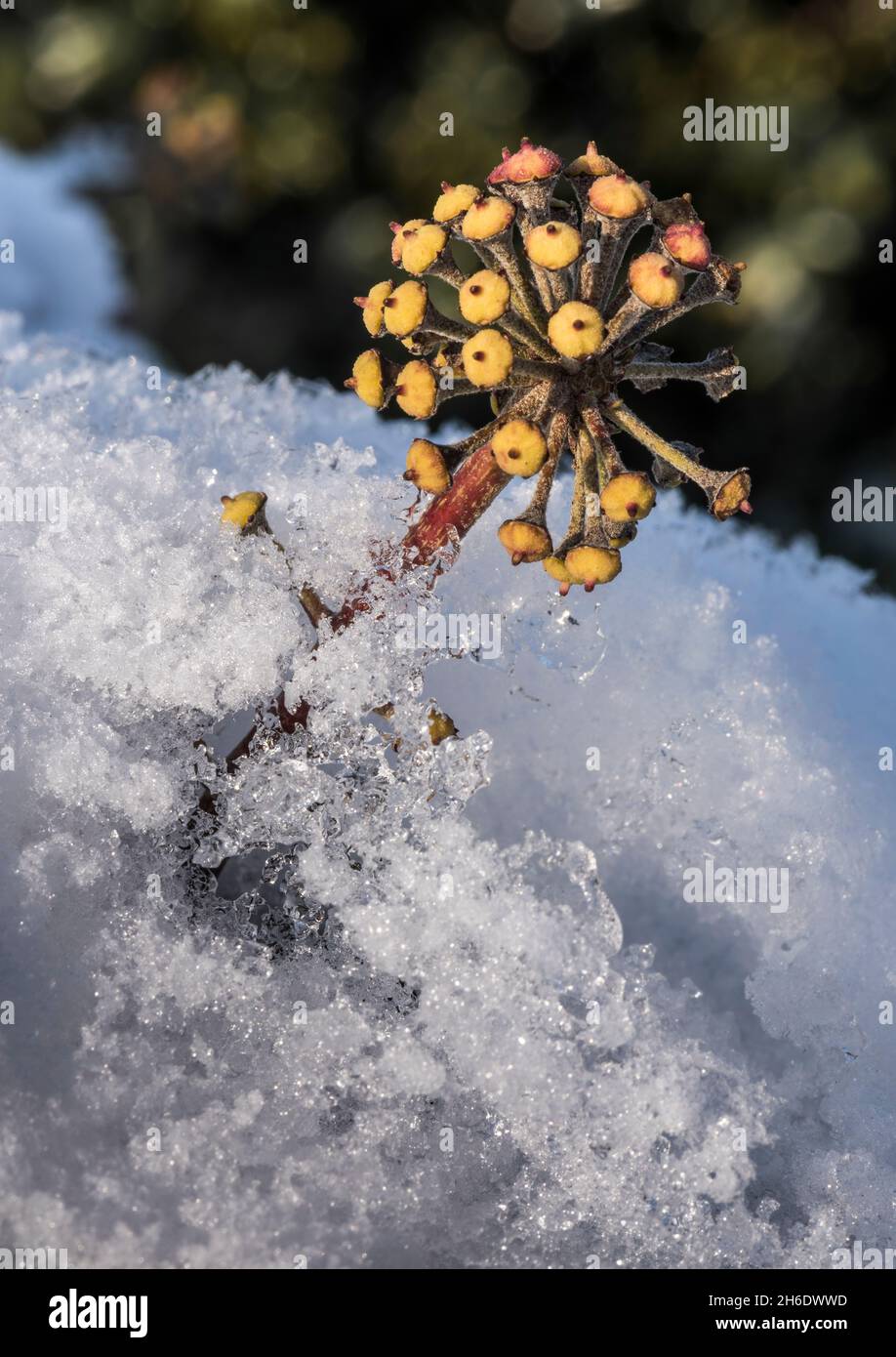 Nahaufnahme einer Efeu-Blume, die durch Schnee und Eis auf einer Gartenwand wächst, mit einem nicht fokussierenden grünen Stechpalme im Hintergrund. Stockfoto