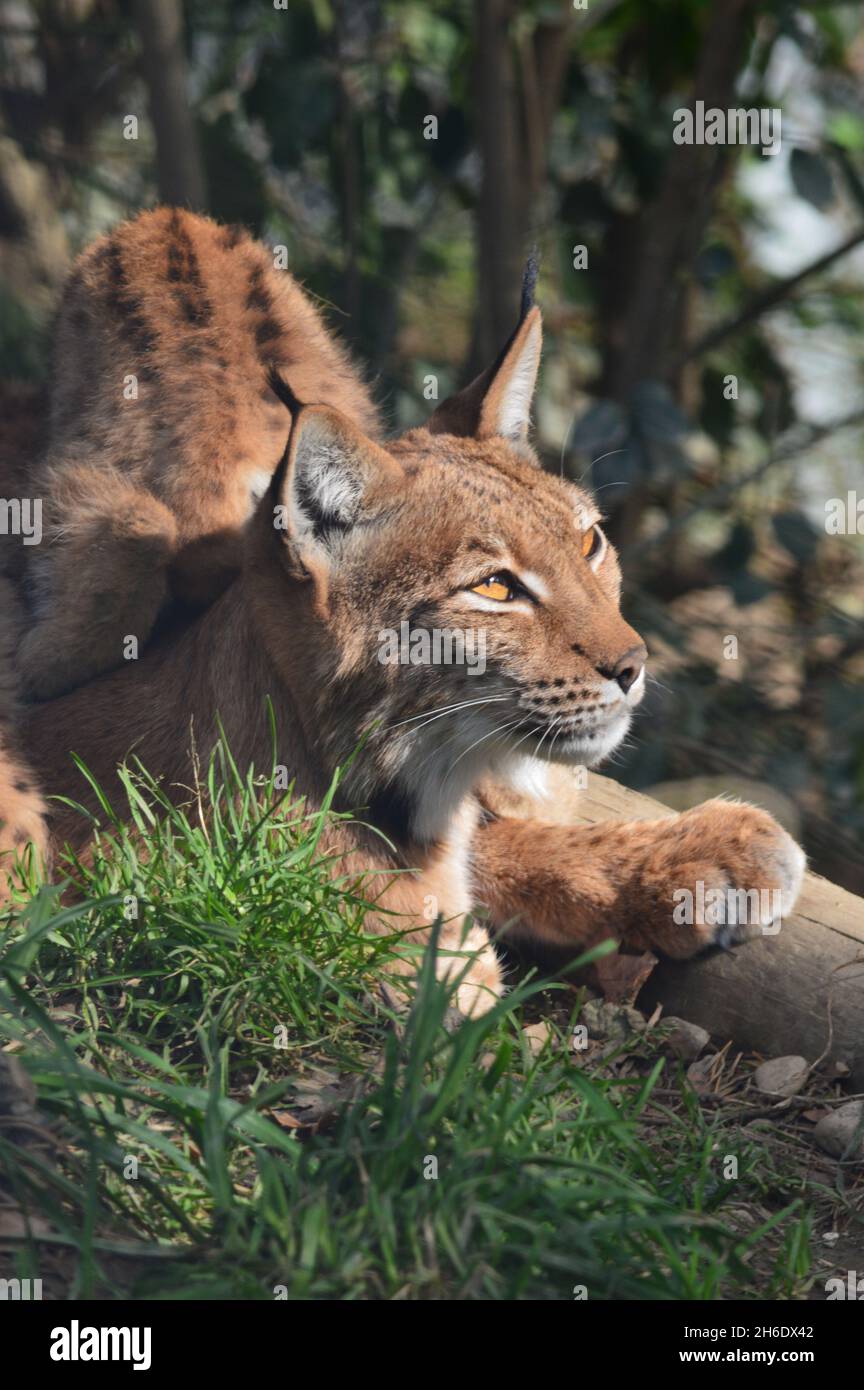 Mutter Luchs mit ihren Jungen Stockfoto