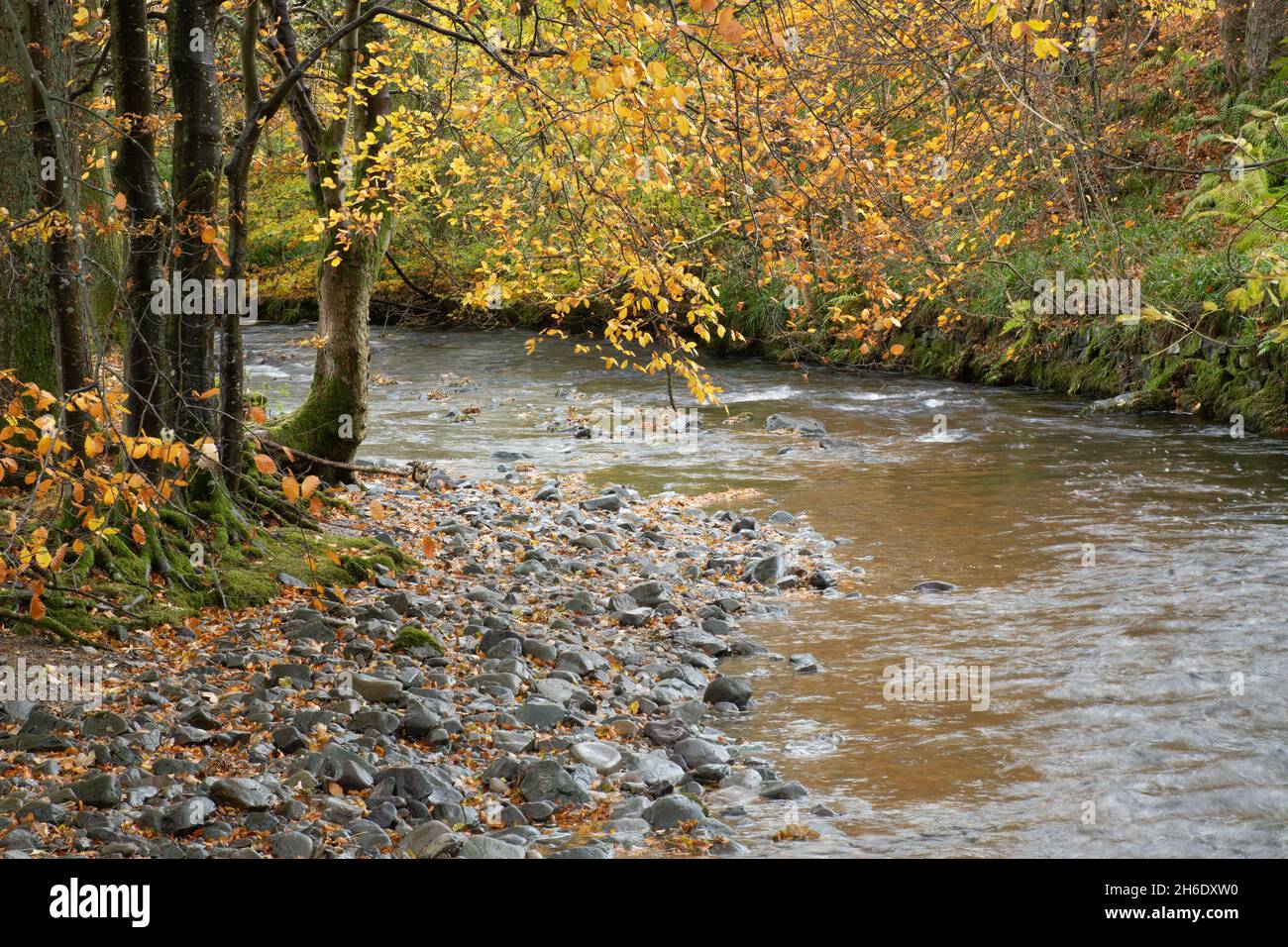 Herbstfarben am Fluss Aira Beck im Dockray Village im Lake District, Cumbria, England, Großbritannien Stockfoto