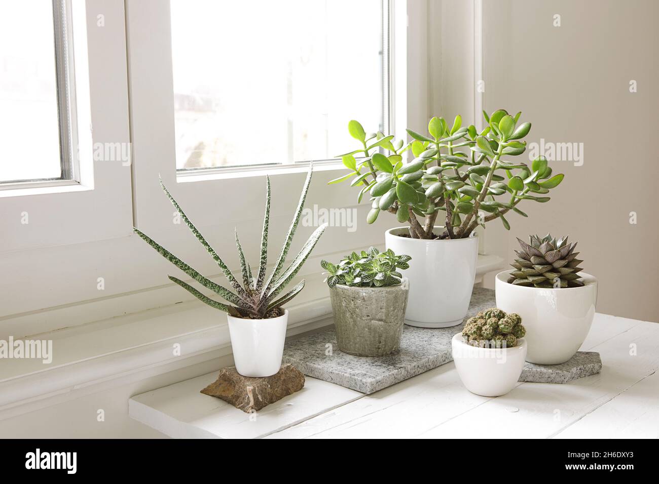 Sammlung von verschiedenen Zimmerpflanzen im Innenbereich. Gruppe von  Topfpflanzen im Zimmer am Fenster. Kakteen und sukkulentes Arrangement,  moderner Stil, trendiges Home d Stockfotografie - Alamy