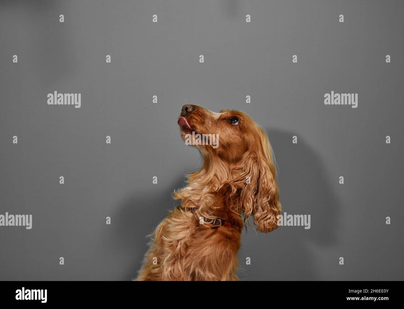 Cocker Spaniel Hund, der mit Zunge aus dem Mund aufschaut Stockfoto