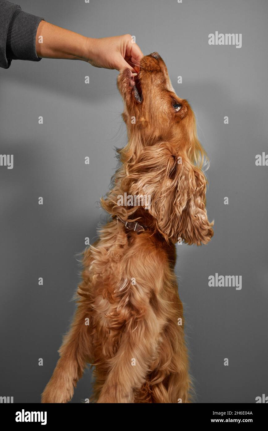 Cocker Spaniel Hund aus der Hand essen Stockfoto