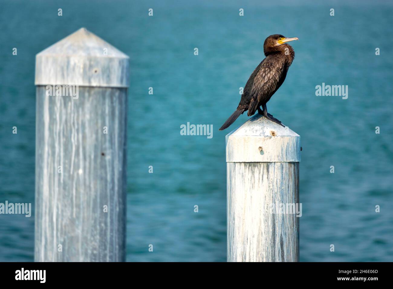 Großer Kormoran (Phalacrocorax carbo) im Hafen von Giulianova, Italien Stockfoto