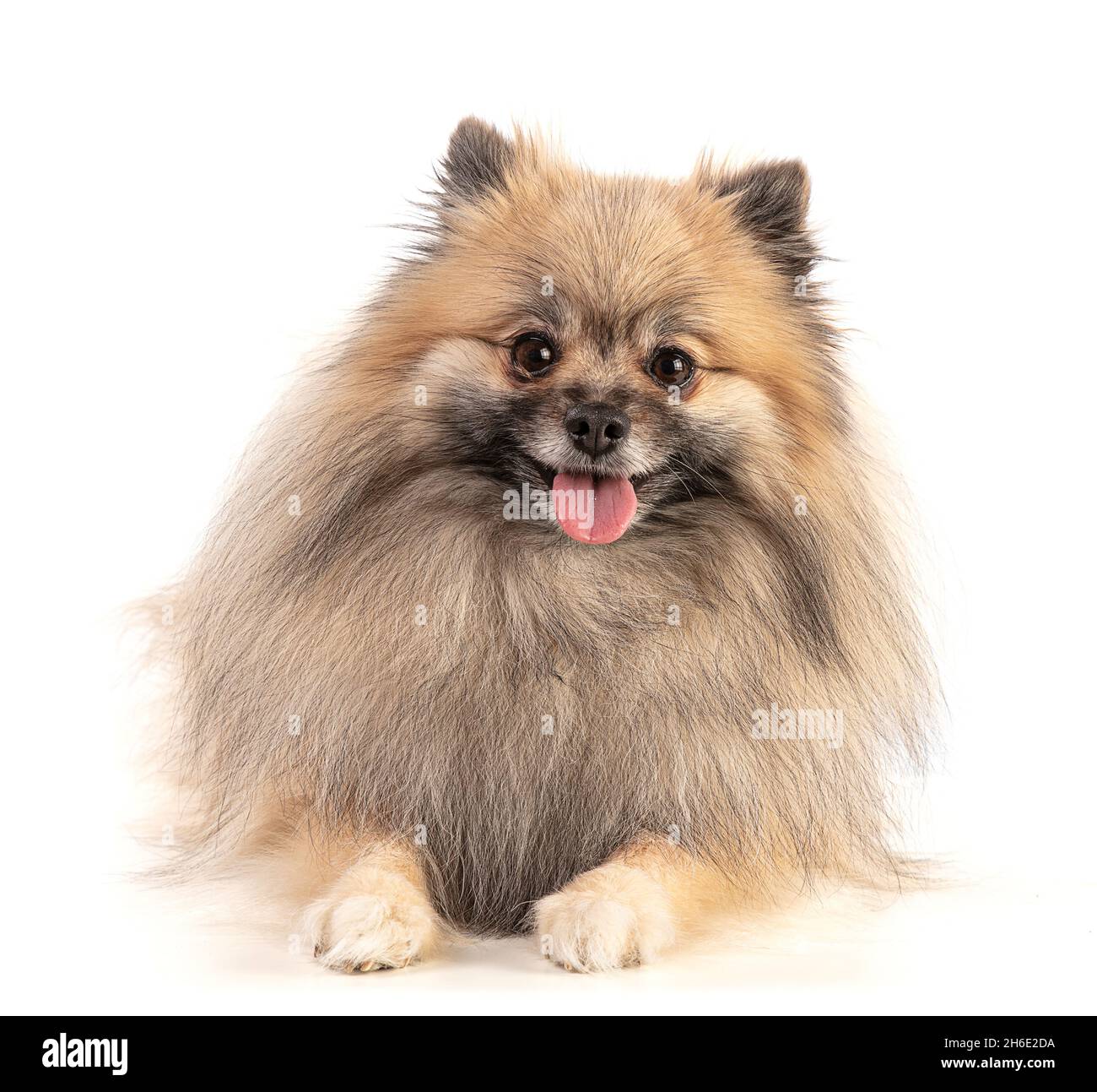 Brown Pommeranian Sheepdog liegend und Blick nach vorne auf weißem Hintergrund Stockfoto