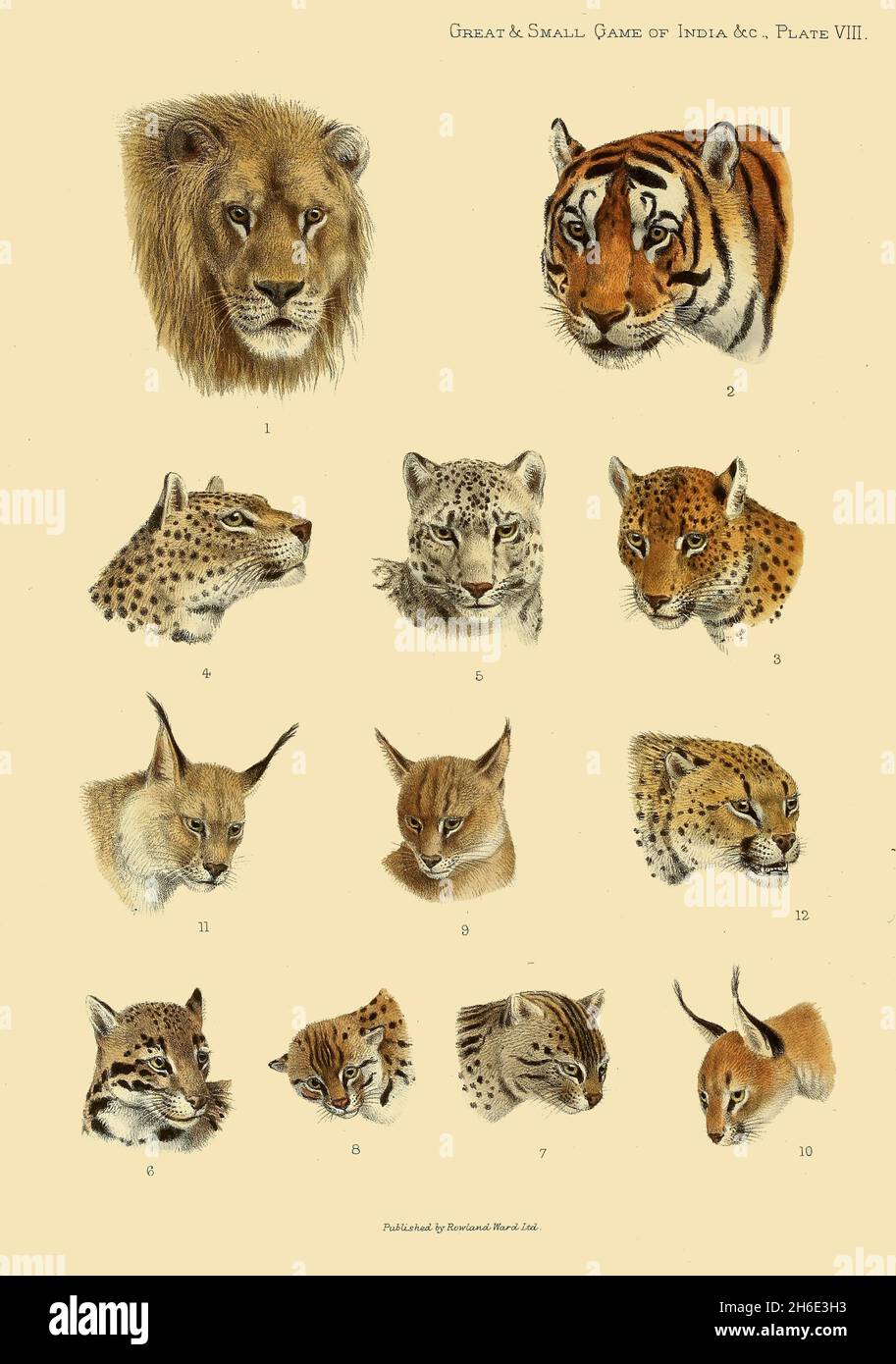 PLATTE 8 1. Indischer Löwe, 2. Bengaler Tiger, 3. Indischer Leopard, 4. Persischer Leopard, 5. Snow-Leopard, 6. Nebeleleopard, 7. Fishing-Cat, 8. Leopard-Katze, 9. Jungle-Cat, 10. Caracal, II. Tibetischer Luchs, 12. Hunting-Leopard, aus dem Buch "The Great and small game of India, Burma, & Tibet" von Richard Lydekker, Veröffentlicht in London von R. ward im Jahr 1900 Stockfoto