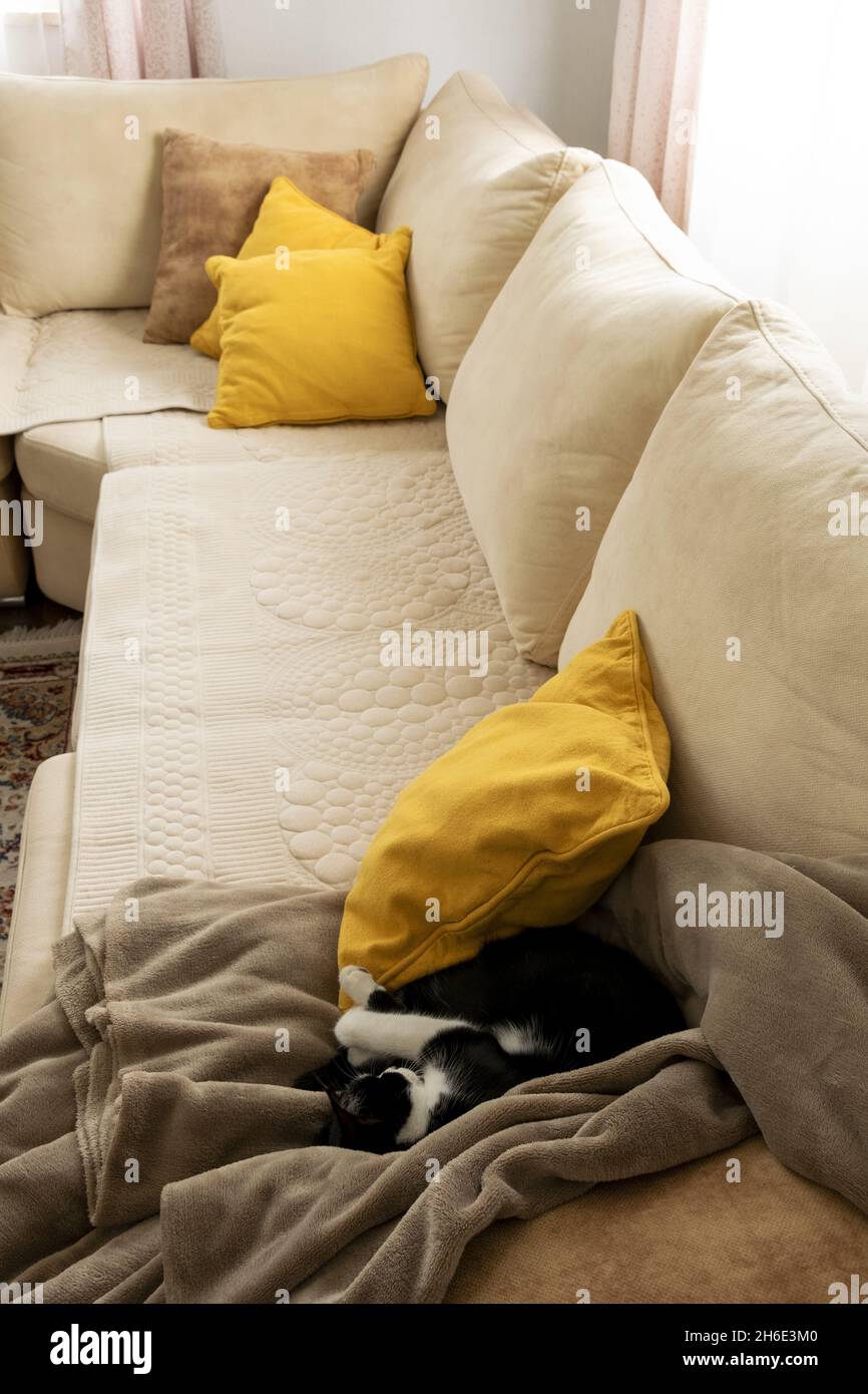 Schlafende Katze auf einem Sofa. Gemütliche stilvolle Wohnzimmer Interieur der modernen Wohnung und trendige Möbel. Stockfoto