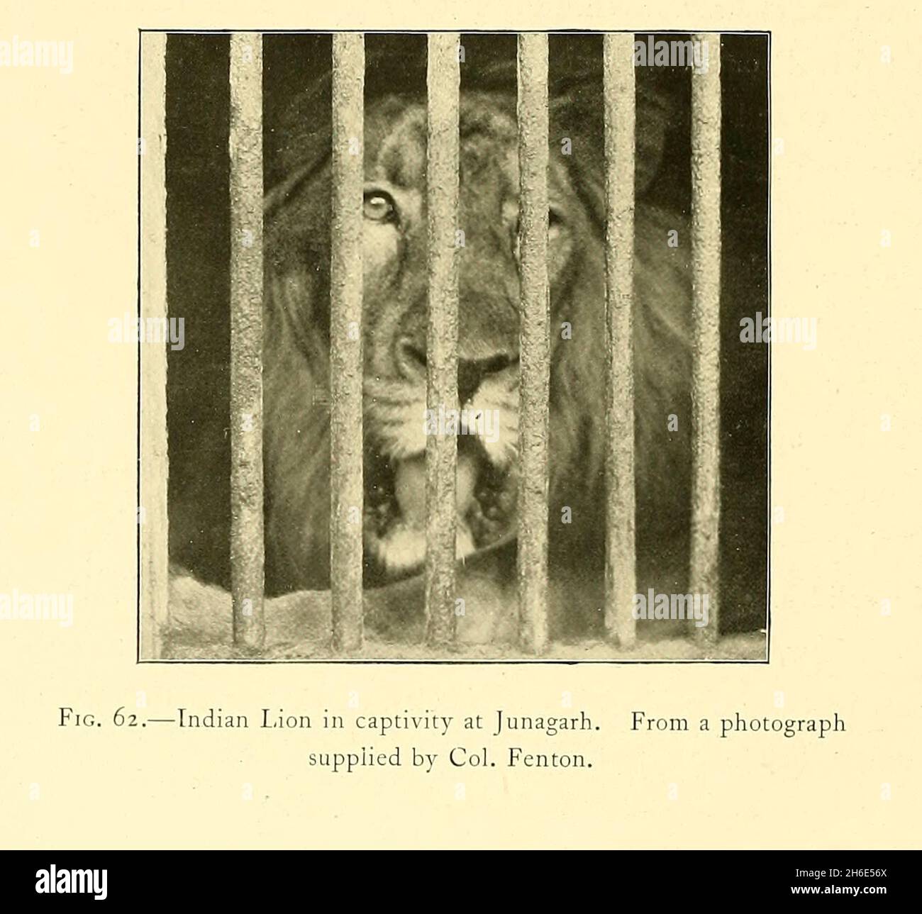 Indischer Löwe (Panthera leo leo) in Gefangenschaft aus dem Buch "das große und kleine Spiel von Indien, Burma und Tibet" von Richard Lydekker, veröffentlicht in London von R. ward im Jahr 1900 Stockfoto