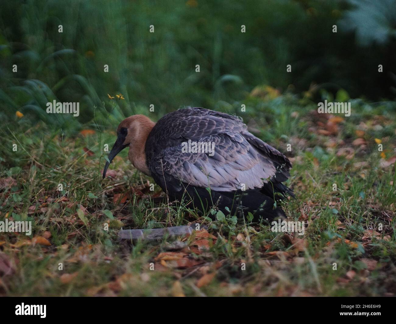 Buff-necked Ibis / Vogel auf Gras Stockfoto