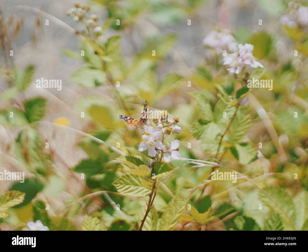 Schmetterling auf Pflanze mit verschwommenem Hintergrund Stockfoto