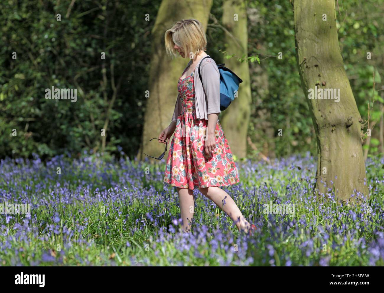 Eine Frau genoss an diesem Wochenende die frühen Bluebells im Wanstead Park im Osten Londons. In der Regel im Park bis Ende April gesehen, haben diese Jahre Ernte früh aufgrund der warmen Zauber des Wetters blühte. Der National Trust prognostizierte letzte Woche, dass Bluebells in ganz Großbritannien nach dem milden und trockenen Start ins Jahr 2011 mehr als einen Monat früher als im letzten Jahr blühen würden. Stockfoto