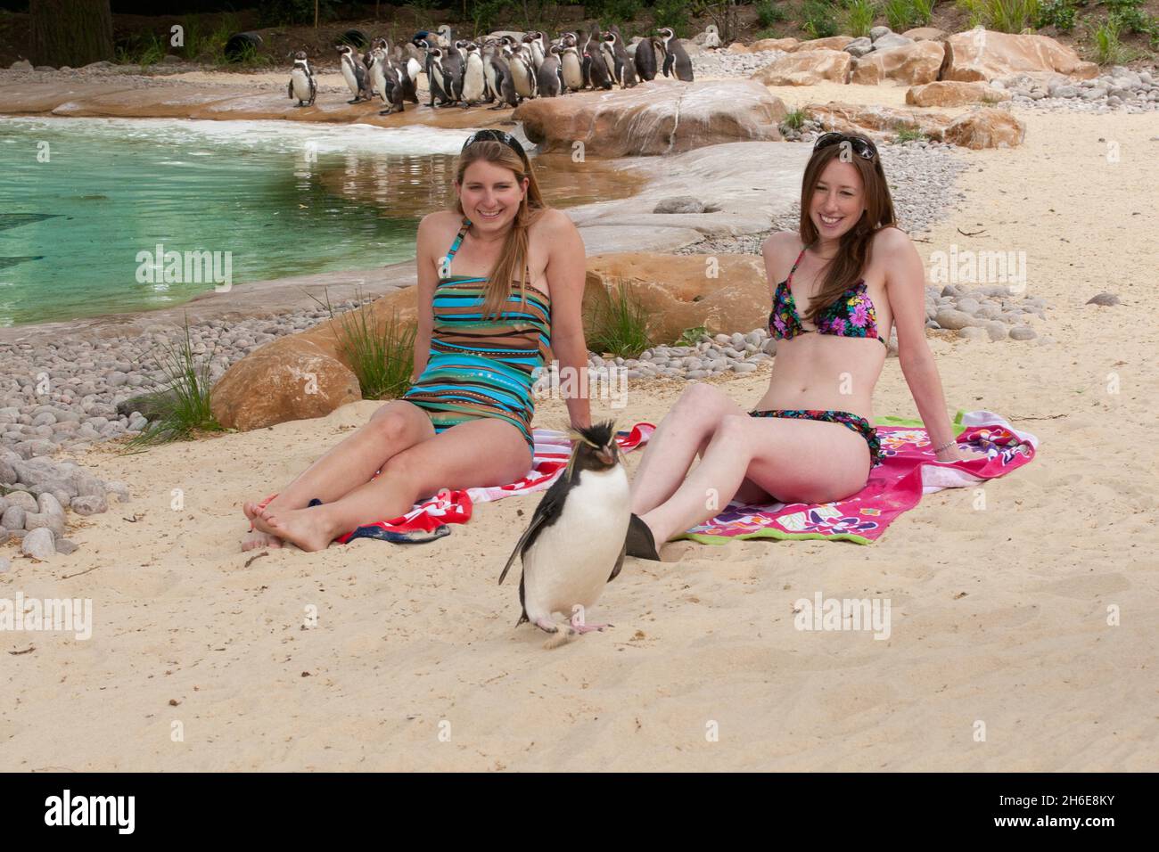 Ricky, der Pinguin, erfreute sich der Aufmerksamkeit, als der ZSL London Zoo heute Englands Ã•größten Pinguinpool eröffnete. Der weltberühmte Zoo wird zunächst fast 80 der flugunfreien Vögel beheimatet, die schließlich eine 200-starke Pinguinkolonie bilden werden. Die neuen Vögel werden einen 1200 ZooÃ•großen Pool genießen können, der viermal größer und dreimal tiefer ist als der alte Pinguinpool des, wenn die Ausstellung am Freitag, 27. Mai, für die Öffentlichkeit geöffnet wird. Besucher werden nun mehr vom Zoo als je zuvor genießen können, da die Fläche des ZooÃ•für Penguin Beach erweitert wurde, das ein Br Stockfoto