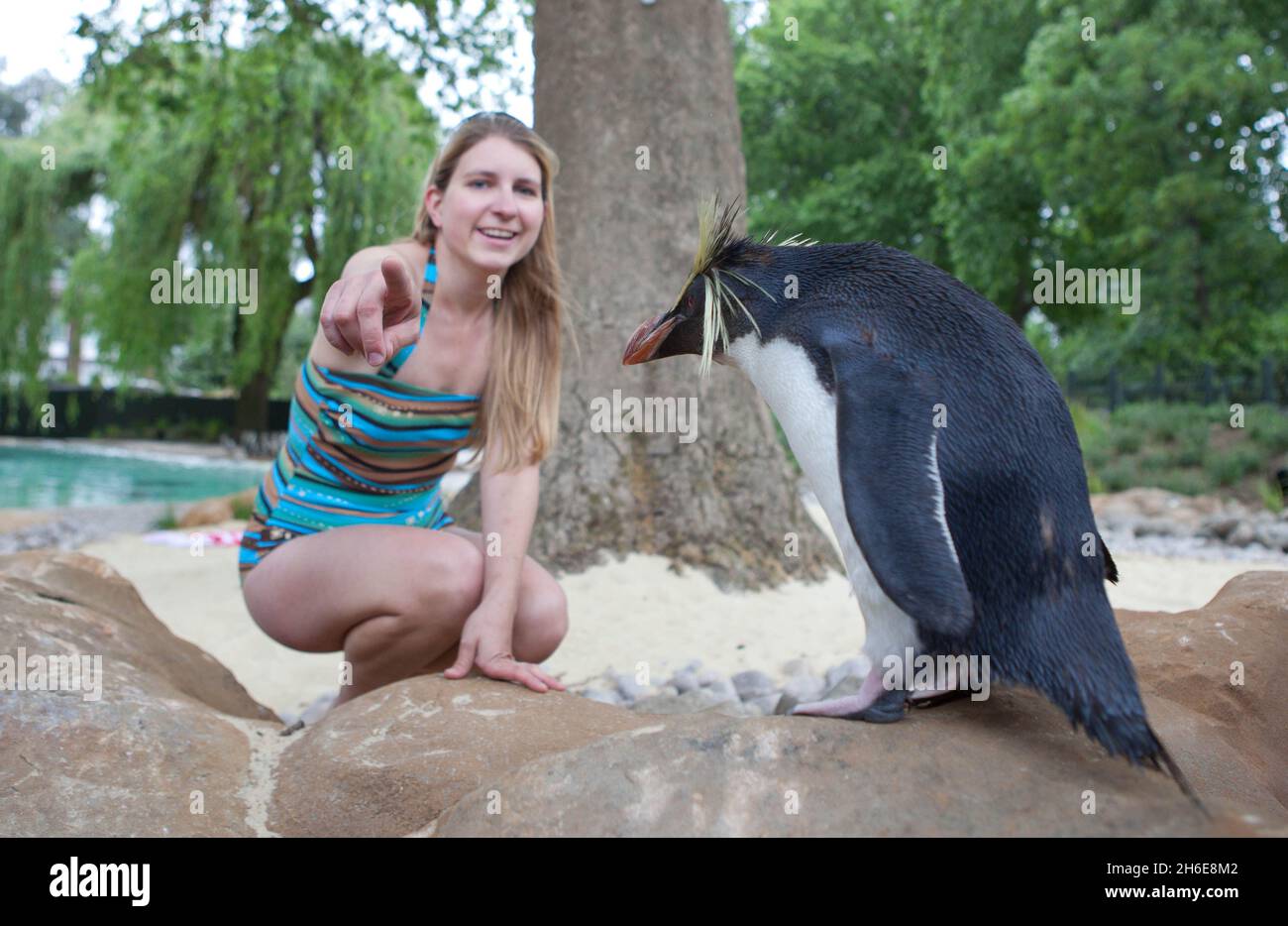Der ZSL London Zoo eröffnete heute Ã•größte Pinguin-Becken Englands. Der weltberühmte Zoo wird zunächst fast 80 der flugunfreien Vögel beheimatet, die schließlich eine 200-starke Pinguinkolonie bilden werden. Die neuen Vögel werden einen 1200 ZooÃ•großen Pool genießen können, der viermal größer und dreimal tiefer ist als der alte Pinguinpool des, wenn die Ausstellung am Freitag, 27. Mai, für die Öffentlichkeit geöffnet wird. Besucher werden nun mehr vom Zoo als je zuvor genießen können, da der Fußabdruck des ZooÃ•für Penguin Beach erweitert wurde, das eine Brutstätte für Kolonien von Humboldt, M, sein wird Stockfoto