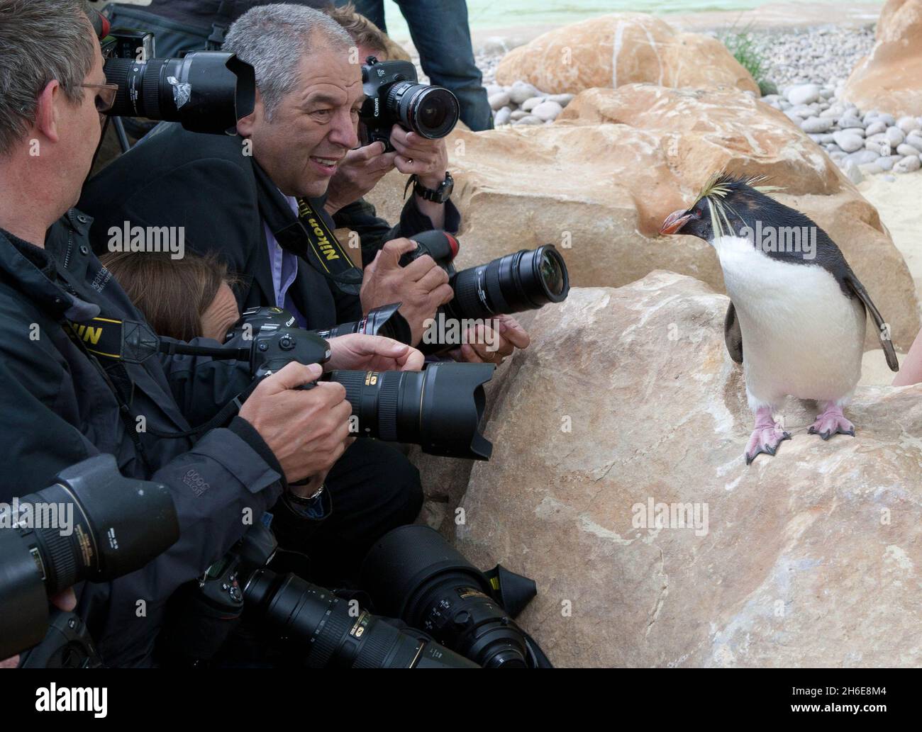Der ZSL London Zoo eröffnete heute Ã•größte Pinguin-Becken Englands. Der weltberühmte Zoo wird zunächst fast 80 der flugunfreien Vögel beheimatet, die schließlich eine 200-starke Pinguinkolonie bilden werden. Die neuen Vögel werden einen 1200 ZooÃ•großen Pool genießen können, der viermal größer und dreimal tiefer ist als der alte Pinguinpool des, wenn die Ausstellung am Freitag, 27. Mai, für die Öffentlichkeit geöffnet wird. Besucher werden nun mehr vom Zoo als je zuvor genießen können, da der Fußabdruck des ZooÃ•für Penguin Beach erweitert wurde, das eine Brutstätte für Kolonien von Humboldt, M, sein wird Stockfoto