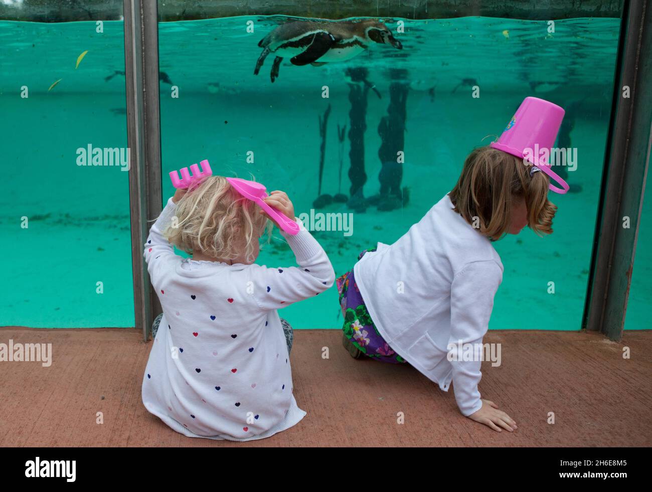 Der ZSL London Zoo eröffnete heute Ã•größte Pinguin-Becken Englands. Der weltberühmte Zoo wird zunächst fast 80 der flugunfreien Vögel beheimatet, die schließlich eine 200-starke Pinguinkolonie bilden werden. Die neuen Vögel werden einen 1200 ZooÃ•großen Pool genießen können, der viermal größer und dreimal tiefer ist als der alte Pinguinpool des, wenn die Ausstellung am Freitag, 27. Mai, für die Öffentlichkeit geöffnet wird. Besucher werden nun mehr vom Zoo als je zuvor genießen können, da der Fußabdruck des ZooÃ•für Penguin Beach erweitert wurde, das eine Brutstätte für Kolonien von Humboldt, M, sein wird Stockfoto