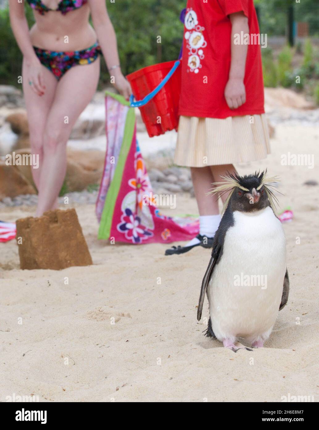 Der ZSL London Zoo eröffnete heute Ã•größte Pinguin-Becken Englands. Der weltberühmte Zoo wird zunächst fast 80 der flugunfreien Vögel beheimatet, die schließlich eine 200-starke Pinguinkolonie bilden werden. Die neuen Vögel werden einen 1200 ZooÃ•großen Pool genießen können, der viermal größer und dreimal tiefer ist als der alte Pinguinpool des, wenn die Ausstellung am Freitag, 27. Mai, für die Öffentlichkeit geöffnet wird. Besucher werden nun mehr vom Zoo als je zuvor genießen können, da der Fußabdruck des ZooÃ•für Penguin Beach erweitert wurde, das eine Brutstätte für Kolonien von Humboldt, M, sein wird Stockfoto