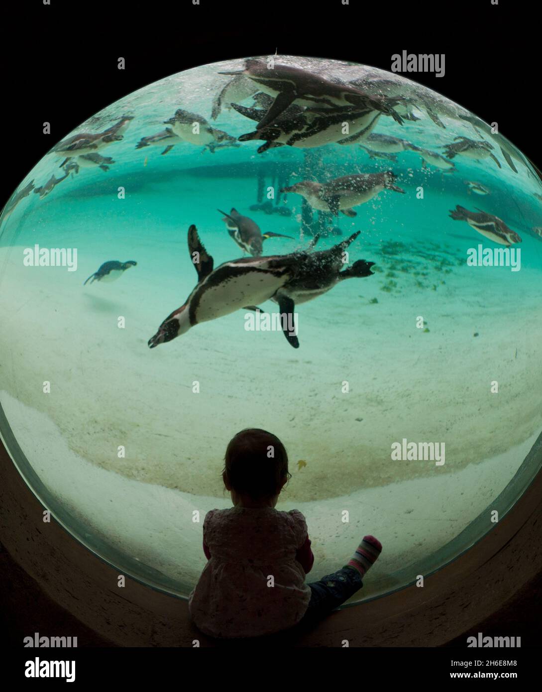 Der ZSL London Zoo eröffnete heute Ã•größte Pinguin-Becken Englands. Der weltberühmte Zoo wird zunächst fast 80 der flugunfreien Vögel beheimatet, die schließlich eine 200-starke Pinguinkolonie bilden werden. Die neuen Vögel werden einen 1200 ZooÃ•großen Pool genießen können, der viermal größer und dreimal tiefer ist als der alte Pinguinpool des, wenn die Ausstellung am Freitag, 27. Mai, für die Öffentlichkeit geöffnet wird. Besucher werden nun mehr vom Zoo als je zuvor genießen können, da der Fußabdruck des ZooÃ•für Penguin Beach erweitert wurde, das eine Brutstätte für Kolonien von Humboldt, M, sein wird Stockfoto