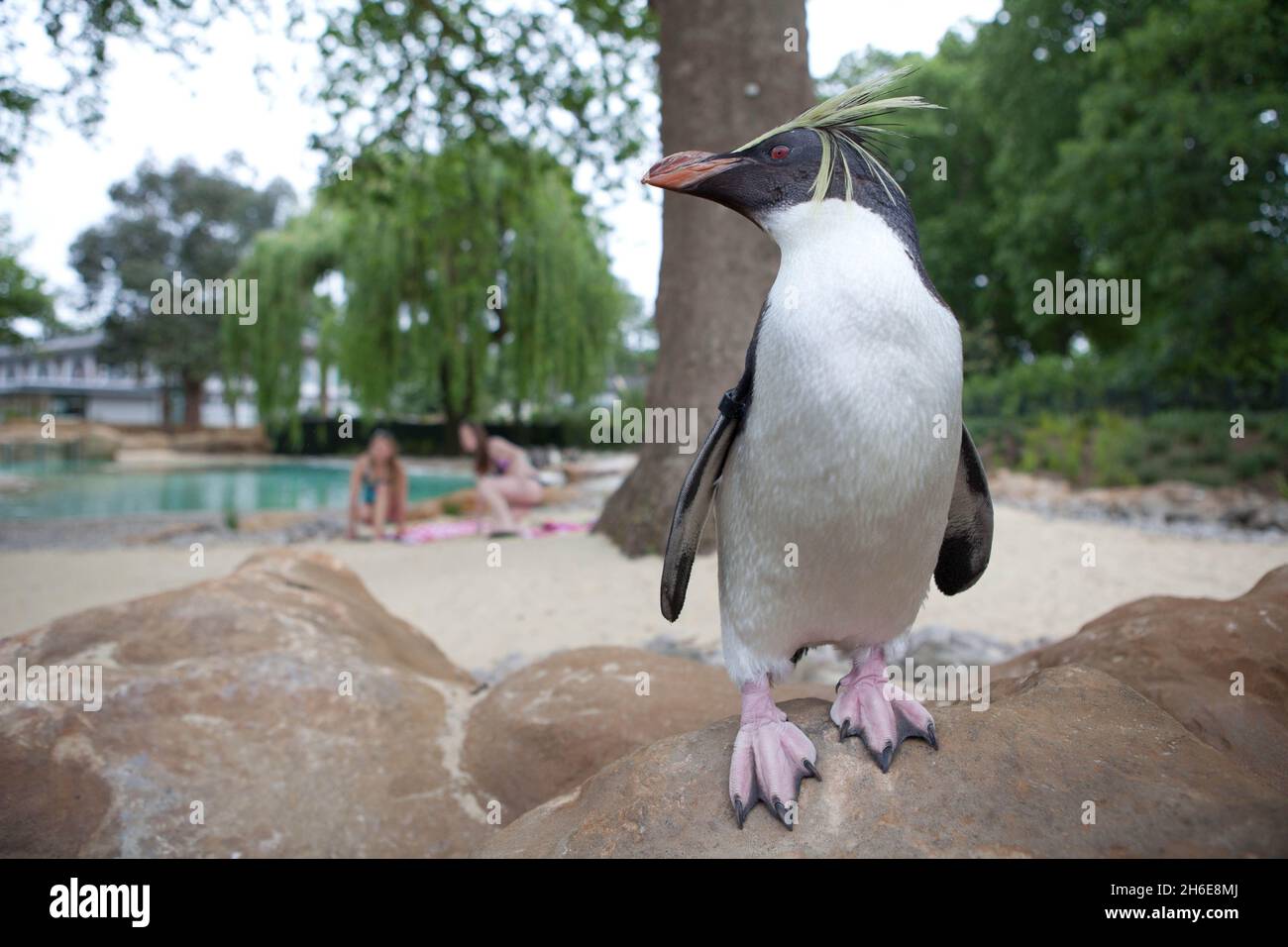 Der ZSL London Zoo eröffnete heute Ã•größte Pinguin-Becken Englands. Der weltberühmte Zoo wird zunächst fast 80 der flugunfreien Vögel beheimatet, die schließlich eine 200-starke Pinguinkolonie bilden werden. Die neuen Vögel werden einen 1200 ZooÃ•großen Pool genießen können, der viermal größer und dreimal tiefer ist als der alte Pinguinpool des, wenn die Ausstellung am Freitag, 27. Mai, für die Öffentlichkeit geöffnet wird. Besucher werden nun mehr vom Zoo als je zuvor genießen können, da der Fußabdruck des ZooÃ•für Penguin Beach erweitert wurde, das eine Brutstätte für Kolonien von Humboldt, M, sein wird Stockfoto