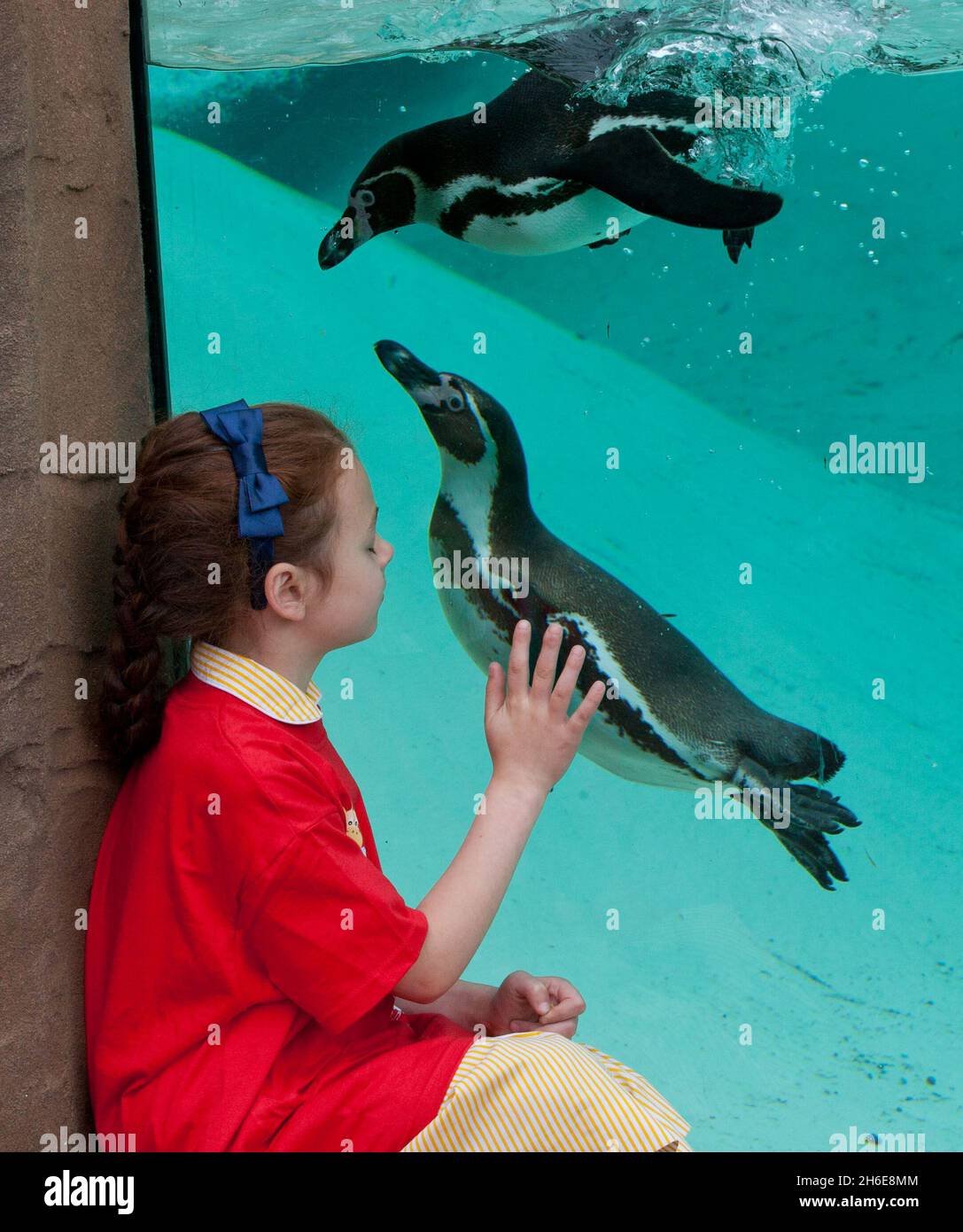 Der ZSL London Zoo eröffnete heute Ã•größte Pinguin-Becken Englands. Der weltberühmte Zoo wird zunächst fast 80 der flugunfreien Vögel beheimatet, die schließlich eine 200-starke Pinguinkolonie bilden werden. Die neuen Vögel werden einen 1200 ZooÃ•großen Pool genießen können, der viermal größer und dreimal tiefer ist als der alte Pinguinpool des, wenn die Ausstellung am Freitag, 27. Mai, für die Öffentlichkeit geöffnet wird. Besucher werden nun mehr vom Zoo als je zuvor genießen können, da der Fußabdruck des ZooÃ•für Penguin Beach erweitert wurde, das eine Brutstätte für Kolonien von Humboldt, M, sein wird Stockfoto