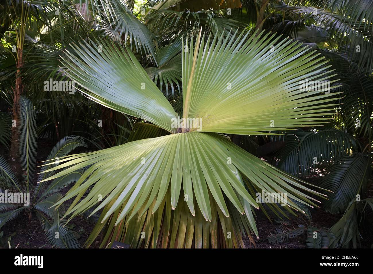 Einzigartiges Blatt der Petticoat Palme Stockfoto