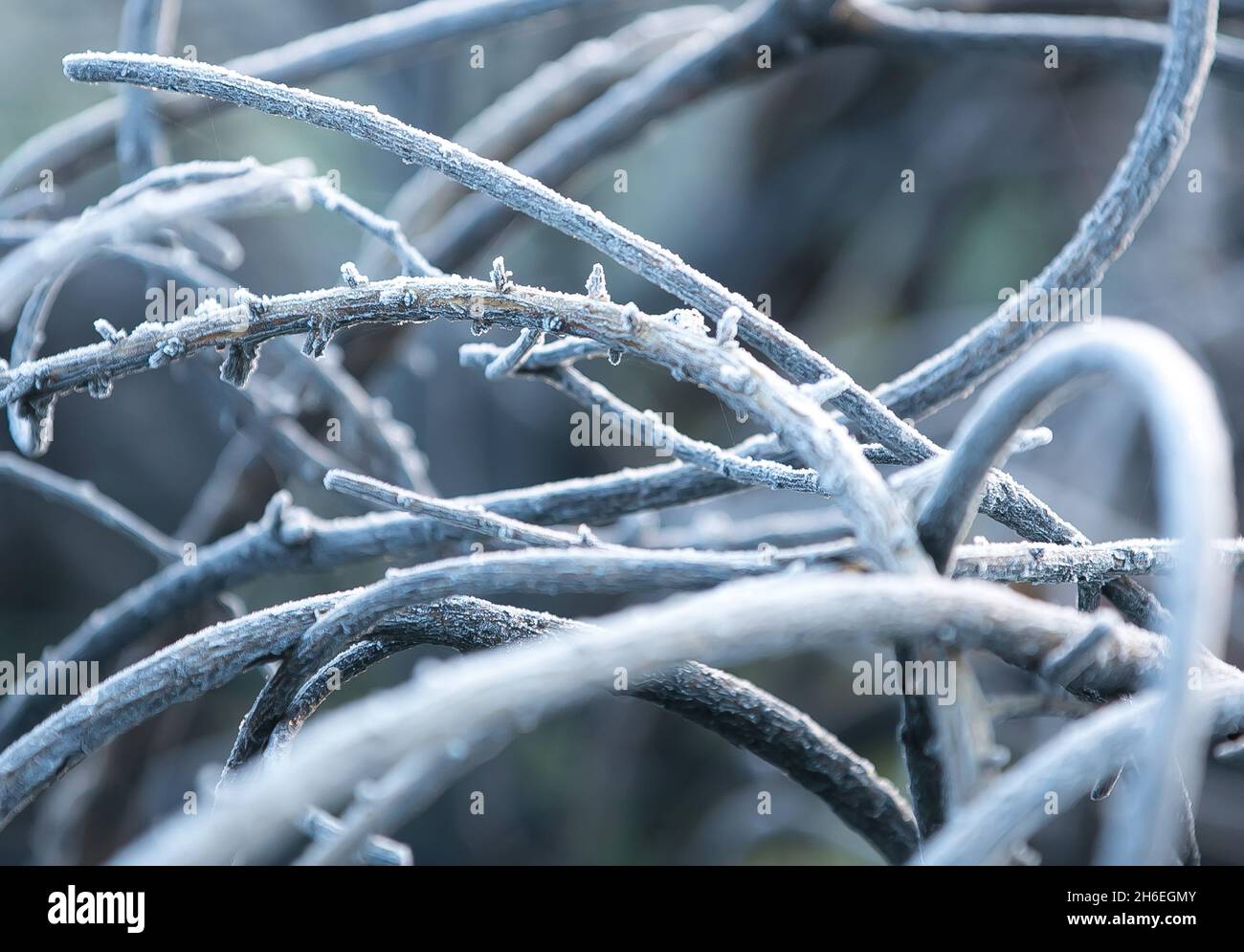 Frost auf Hollow Ponds in East London. Stockfoto