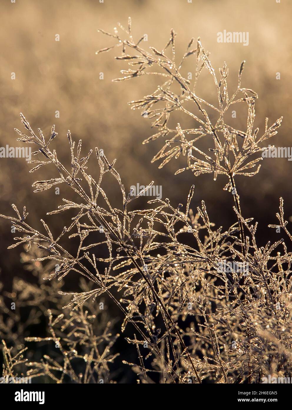 Frost auf Hollow Ponds in East London. Stockfoto