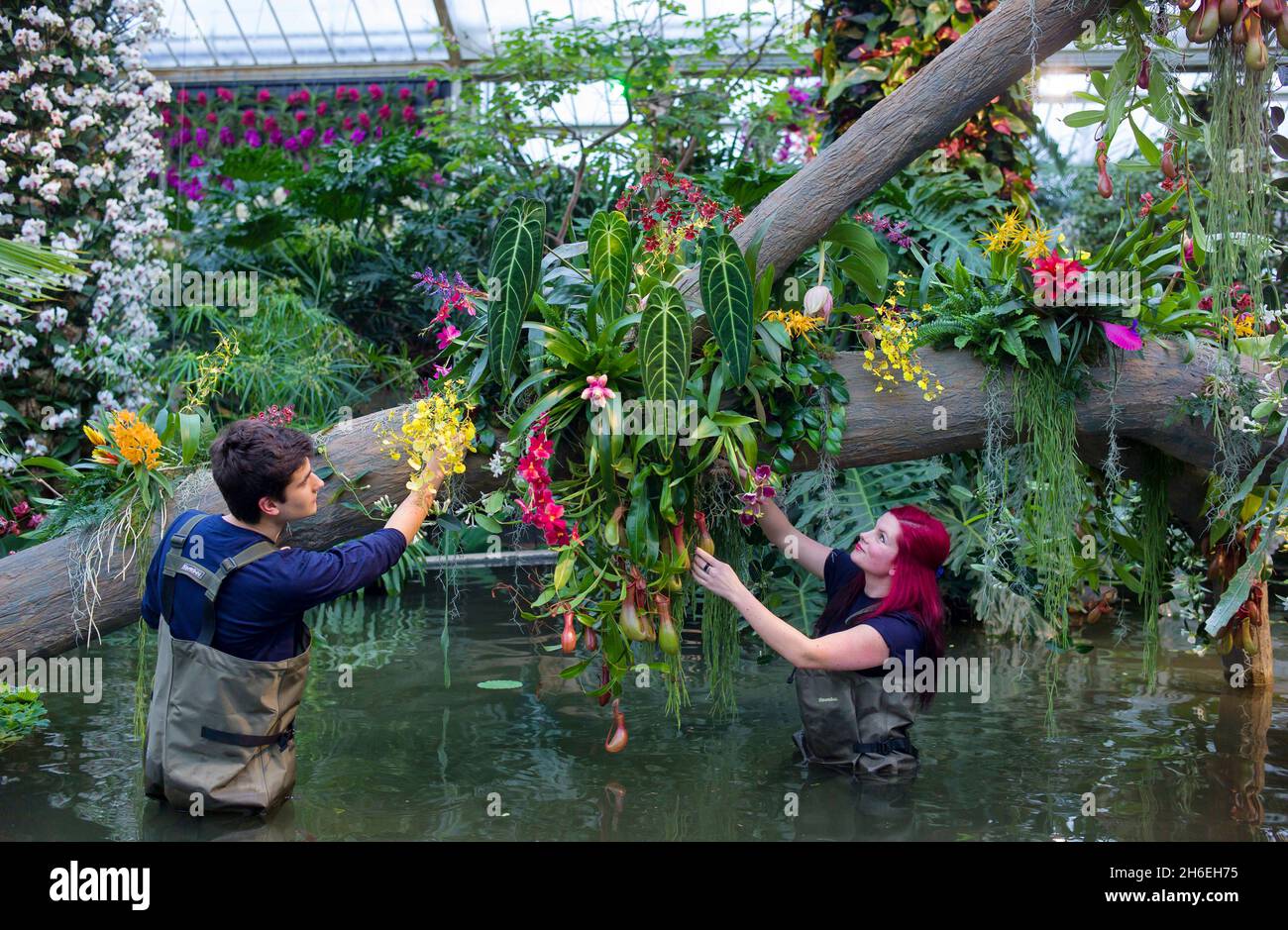 Alex Hoyle und Elisa Biondo geben den exotischen und seltenen Orchideen ...