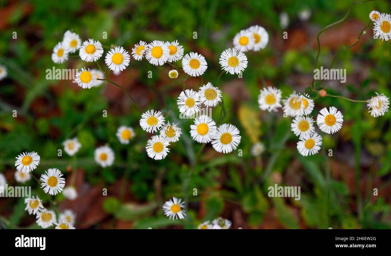 Daisy fleabane, essbar, Wildblumen, weiß, gelbe Zentren, Dünne Blütenblätter, Natur, Erigeron annuus, Paynes Prie State Park, Florida, Micanopy, FL, sp Stockfoto