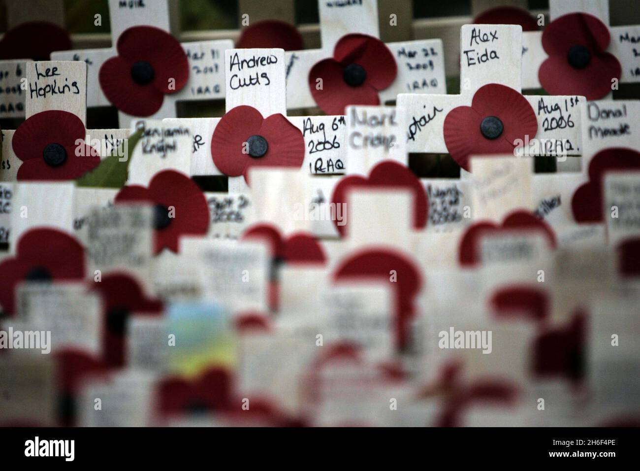 Hunderte von Kreuzen mit Mohnblumen wurden im Gedenkfeld in der Westminster Abbey, London, gelegt, um an die in den Kriegen gestorbenen jungen Männer und Frauen zu erinnern, die im Irak starben. Stockfoto