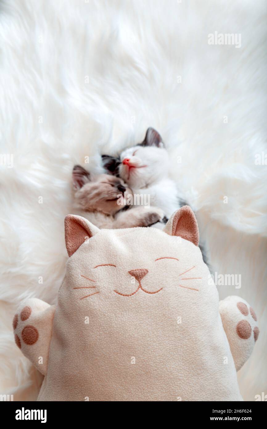 Glücklich lächelnd kuschelig Plüsch Katze Weiches Spielzeug gegen Paar 2 umarmend süß schlafen Nickerchen entspannen Kätzchen Familie in der Liebe. Kuschelige Traumkätzchen in der Liebe auf Weiß Stockfoto