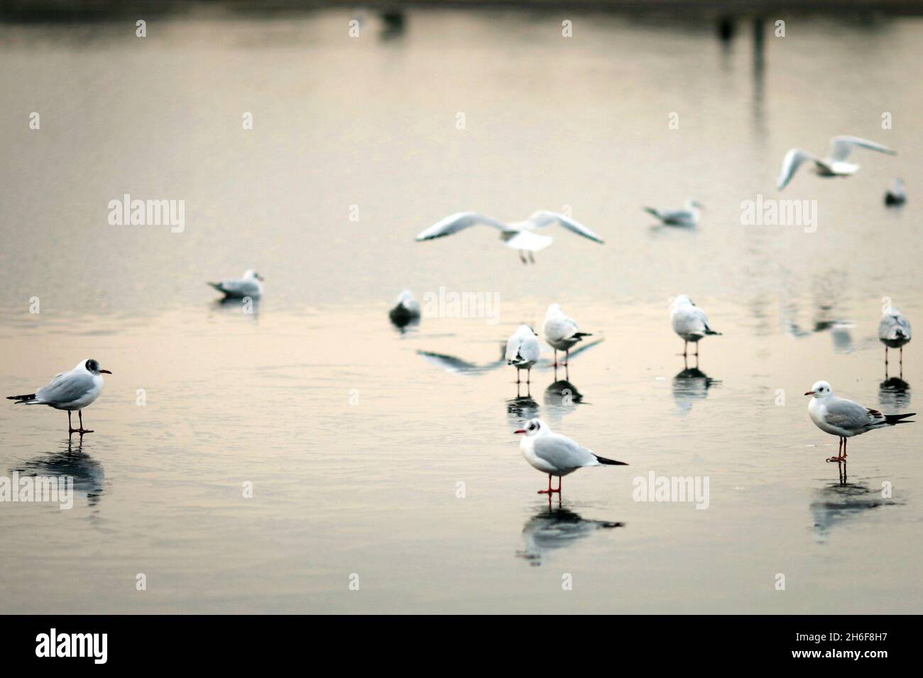 Möwen auf einem gefrorenen Teich am Clapham Common in London am Donnerstagnachmittag. Stockfoto