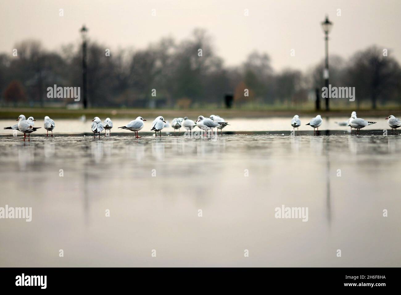 Möwen auf einem gefrorenen Teich am Clapham Common in London am Donnerstagnachmittag. Stockfoto