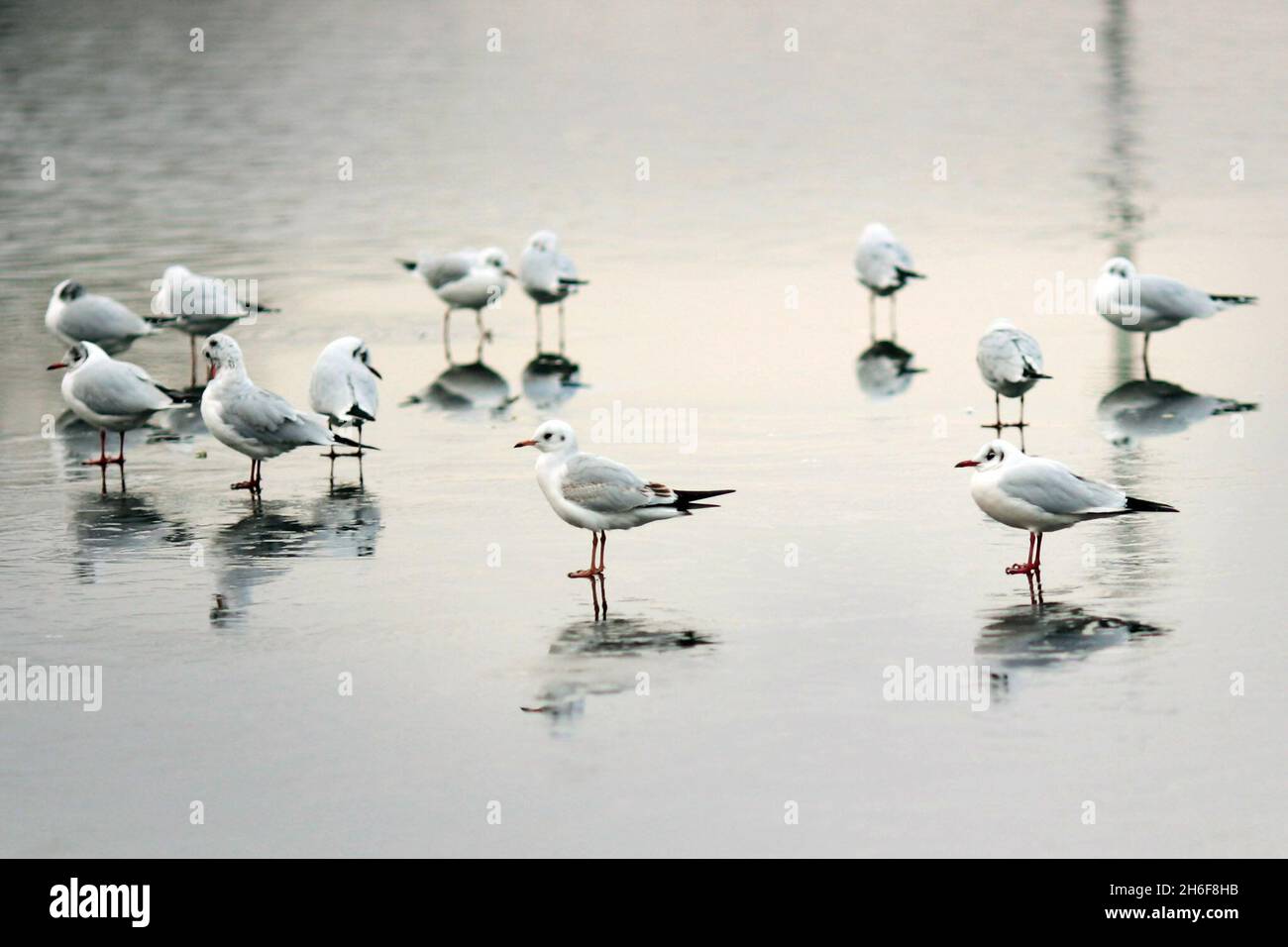 Möwen auf einem gefrorenen Teich am Clapham Common in London am Donnerstagnachmittag. Stockfoto