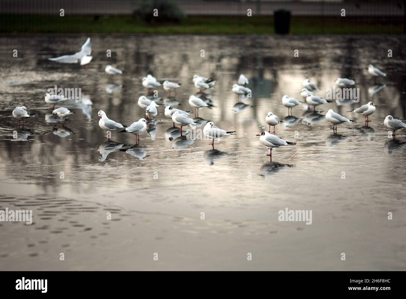 Möwen auf einem gefrorenen Teich am Clapham Common in London am Donnerstagnachmittag. Stockfoto