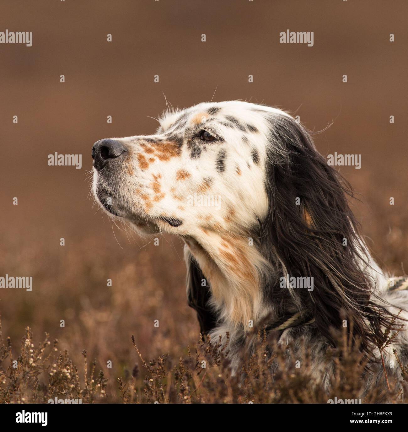 English Setter, Jagdhund, Working Setter, Working Gundog, Field Setter, Kopfporträt eines dreifarbigen, schwarzen und braunen Setters auf einem Moor Stockfoto