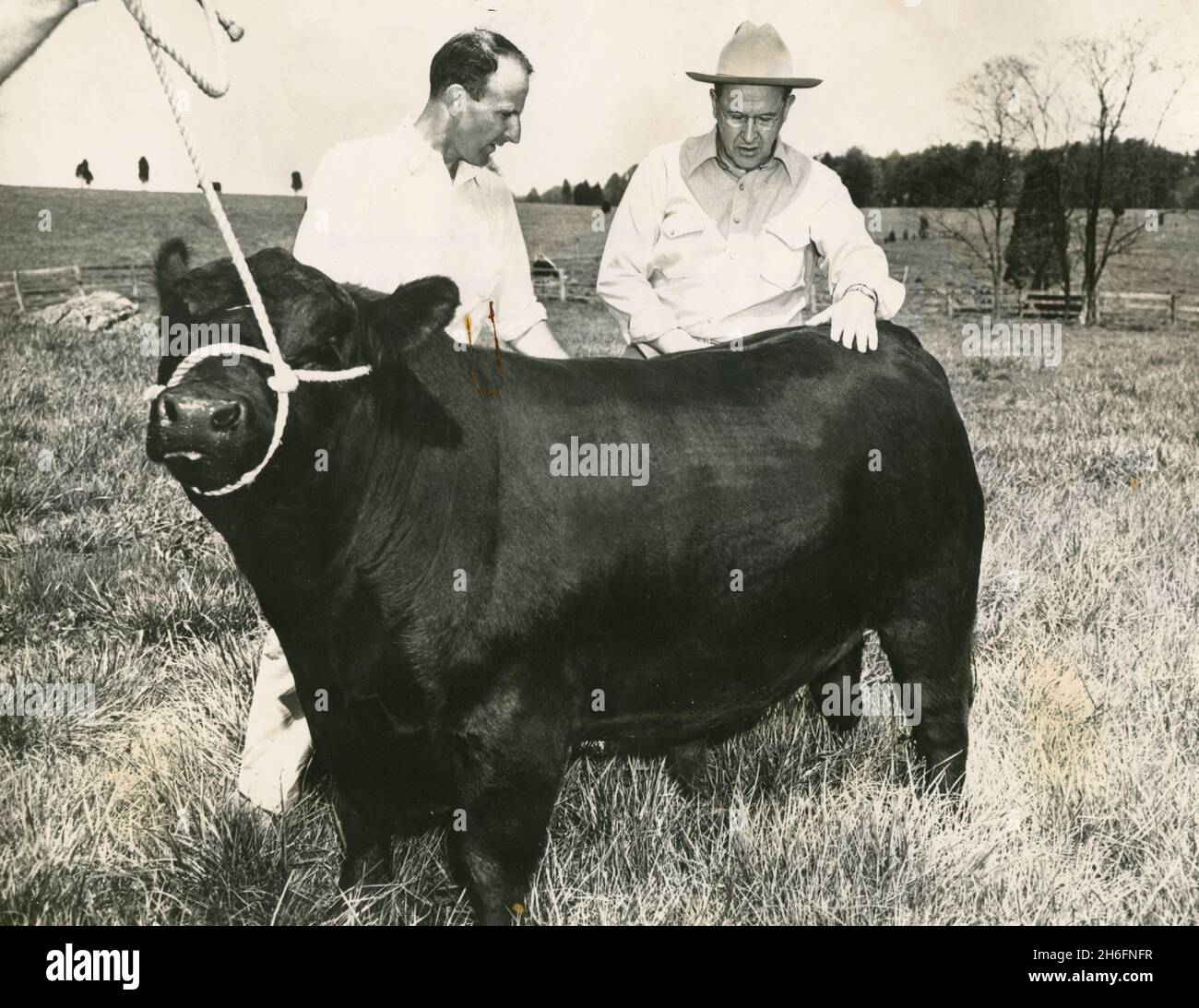 Ein Landwirt aus Virginia zeigt dem US-Landwirtschaftsminister Ezra Taft Benson (rechts), USA 1954, seinen prächtierten schwarzen Angus-Bullen Stockfoto